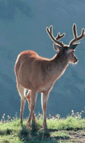 Caribou threatened by oil drilling