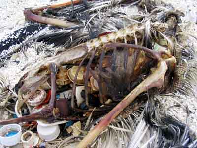 Trashed: Across the Pacific Ocean, Plastics, Plastics, Everywhere CHARLES MOORE / Natural History v.112, n.9, Nov03